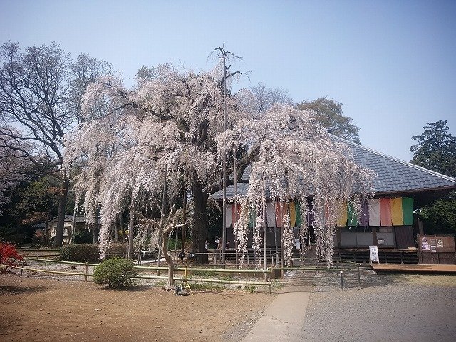 慈眼寺の垂れ桜